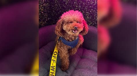 Oakville carjacking leads to missing dog, search ongoing for ‘Louie’